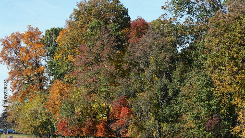 The beautiful autumn view with the colorful trees and leaves in the park The beautiful autumn view with the colorful trees and leaves in the park