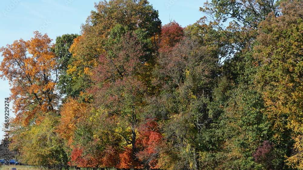 The beautiful autumn view with the colorful trees and leaves in the park