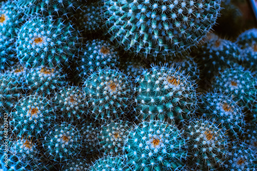 Close-Up Shots of Beautiful Cacti, Perfect for Nature Wallpapers Featuring Desert Plants in Detailed Focus