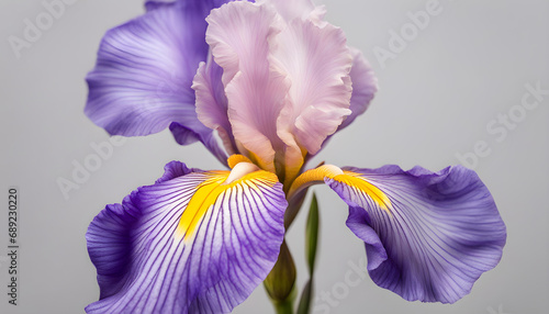 closeup of a iris flower background