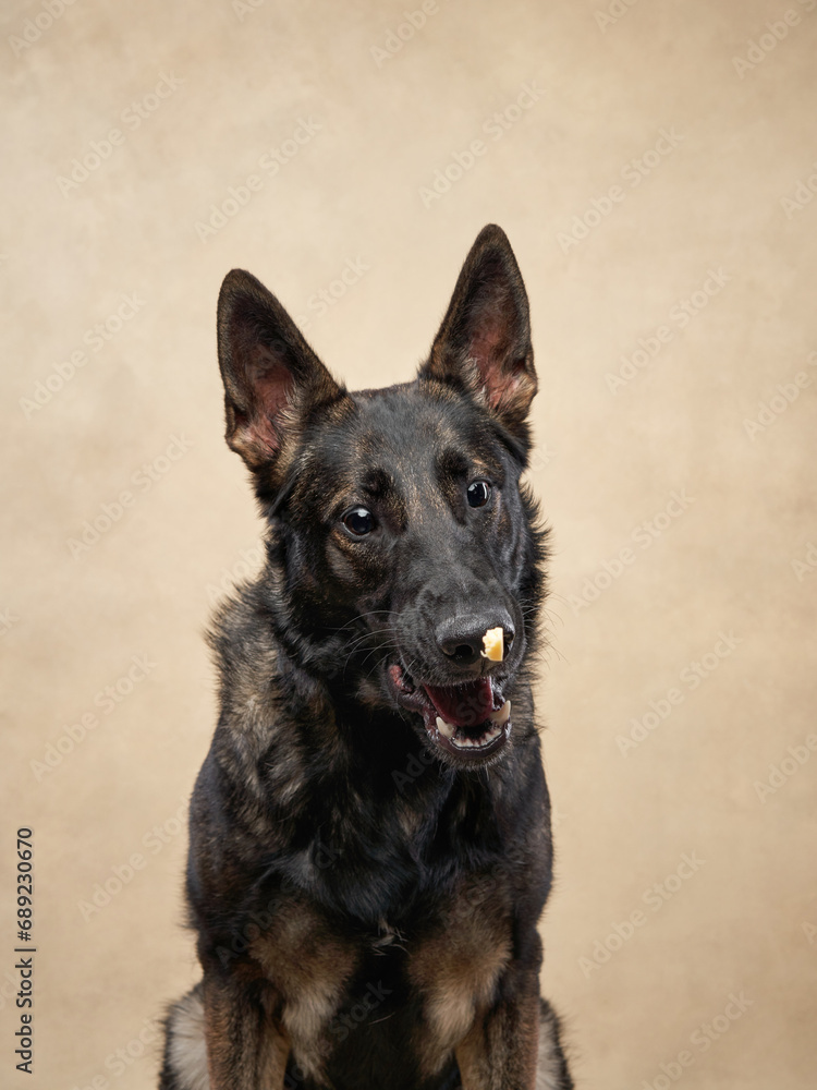 German Shepherd dog with a treat on nose, studio shot of patience and training. The focused expression and poised stance showcase discipline