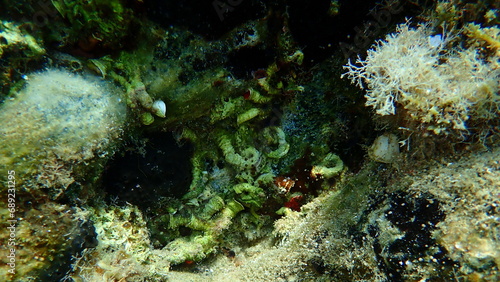 Closed calcareous tubeworm or fan worm, plume worm or red tube worm (Serpula vermicularis) undersea, Aegean Sea, Greece, Halkidiki