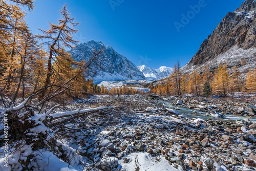 View of a beautiful Altai landscape with a mountain river and larches and in the background the snow-covered Altai mountains, Aktru glacier, Altai Mountains, Russia.