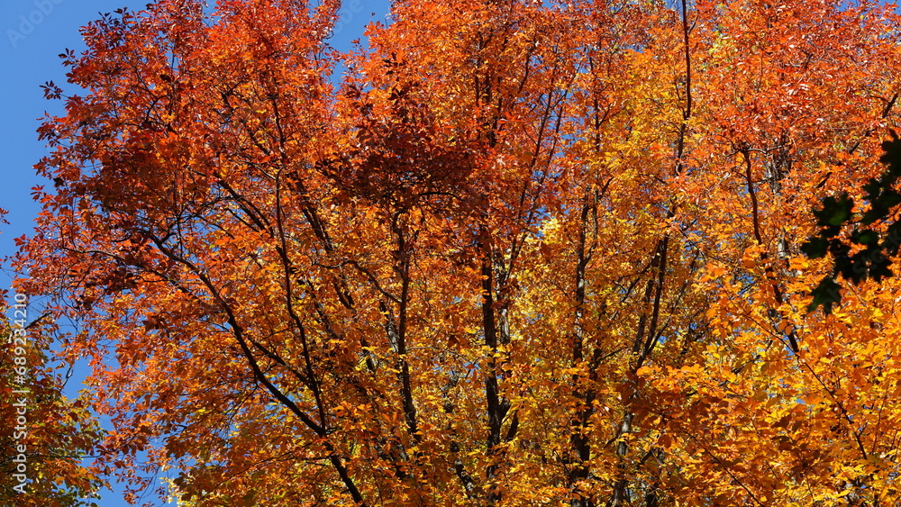 The beautiful autumn view with the colorful trees and leaves in the park The beautiful autumn view with the colorful trees and leaves in the park