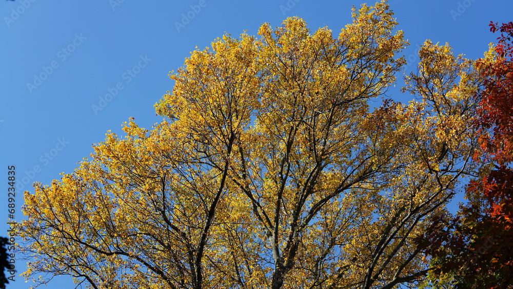 The beautiful autumn view with the colorful trees and leaves in the park The beautiful autumn view with the colorful trees and leaves in the park