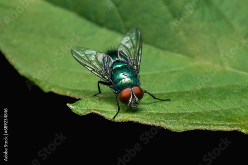 A green shiny fly sitting on a green leaf on a black background