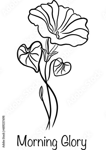 Line art Birth Month Flower of September named Morning Glory