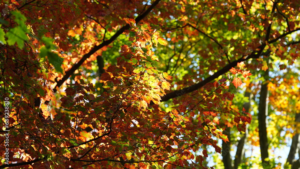 The beautiful autumn view with the colorful trees and leaves in the park