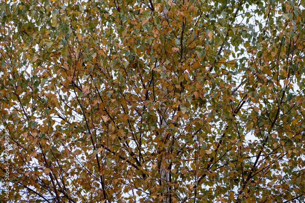 birch tree foliage in autumn with yellow, orange and green leaves birch tree foliage in autumn with yellow, orange and green leaves