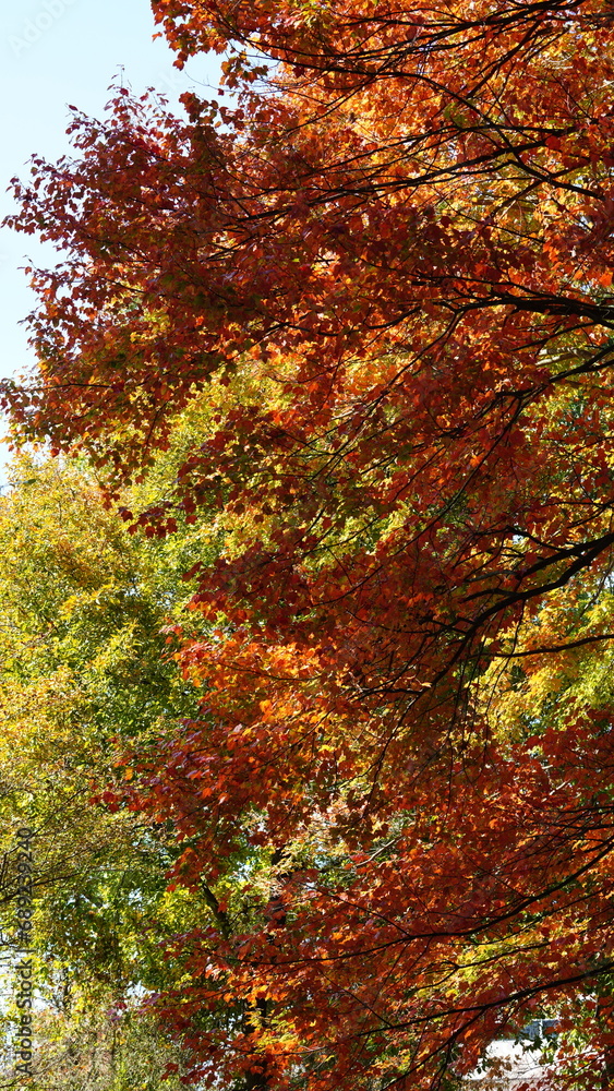 The beautiful autumn view with the colorful trees and leaves in the park The beautiful autumn view with the colorful trees and leaves in the park