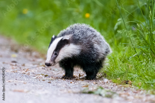 Badger cub © Sam