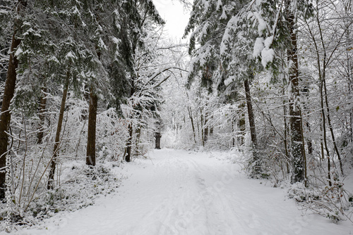 Snow covered forest scene. Tall trees, fresh snowfall, wide angle, footpath,  no people