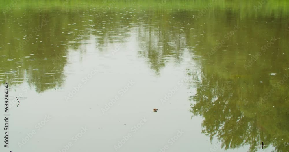 Autumn rain falls in a pond Autumn rain falls in a pond