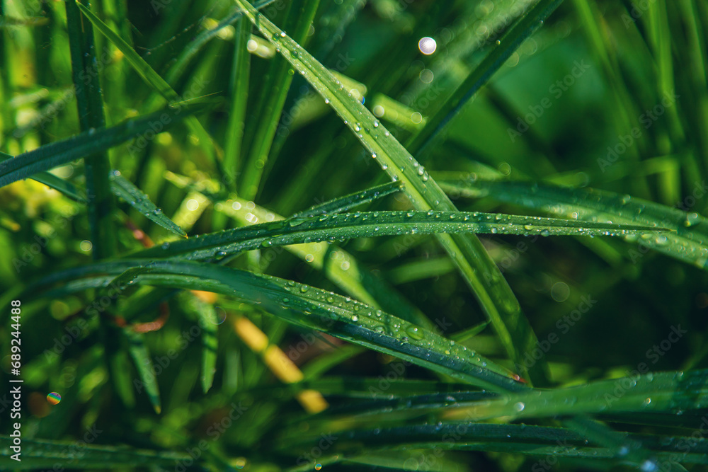 Water drops on grass leaves. Selective focus. Water drops on grass leaves. Selective focus.