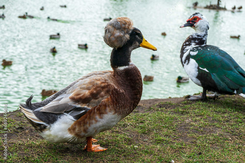 Obraz premium Crested Tufted Dutch Duck on the shore of reservoir