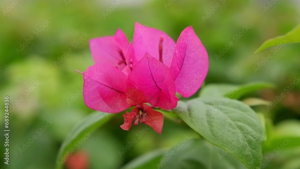 Close-up of Bougainvillea flower moving in the wind Close-up of Bougainvillea flower moving in the wind
