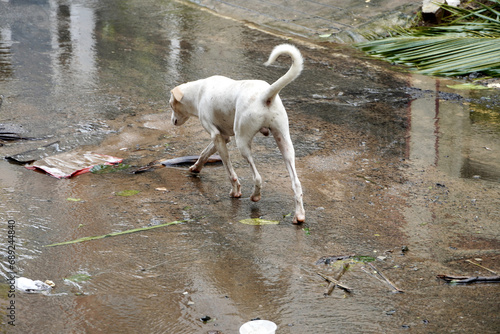 Stray dog looking for food and shelter after Chennai Cyclone Michaung. Poor dog looking for food in the streets with rain water draining. photo