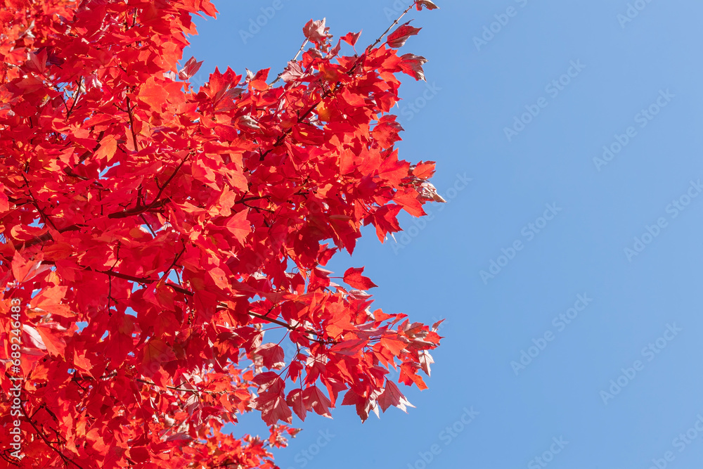 Closeup of bright red maple tree leaves in fall Closeup of bright red maple tree leaves in fall