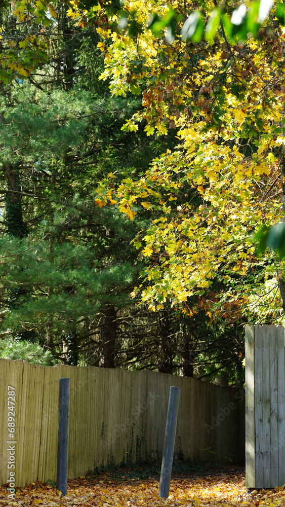 The beautiful campus view with the colorful trees and leaves in autumn The beautiful campus view with the colorful trees and leaves in autumn