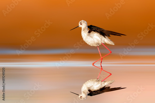 Canvas Print The stilt is one of the most delicate and beautiful birds of wetlands