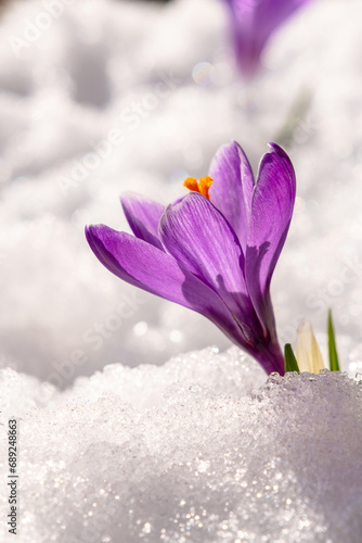 Spring crocus in the snow, lit by the sun © 02irina