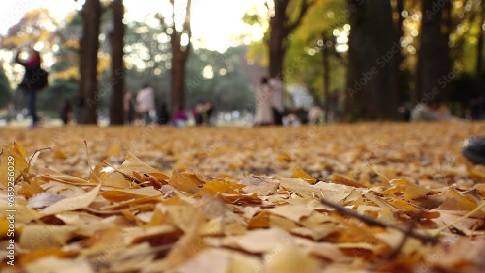 TOKYO, JAPAN - NOV 2023 : View of orange and yellow Autumn leaves and trees at Yoyogi park in sunset. Japanese fall, foliage and nature concept video. Slow motion shot. TOKYO, JAPAN - NOV 2023 : View of orange and yellow Autumn leaves and trees at Yoyogi park in sunset. Japanese fall, foliage and nature concept video. Slow motion shot.