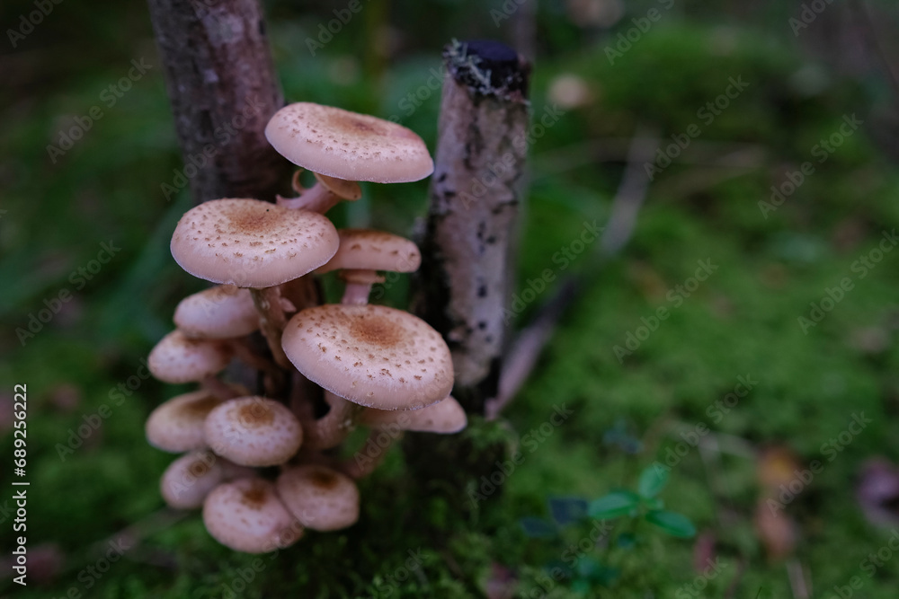 mushroom armillaria mellea - group of edible mushrooms growing in forest. Bunch of fresh honey fungus on small birch trunk mushroom armillaria mellea - group of edible mushrooms growing in forest. Bunch of fresh honey fungus on small birch trunk