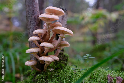 mushroom armillaria mellea - group of edible mushrooms growing in forest. Bunch of fresh honey fungus on small birch trunk 