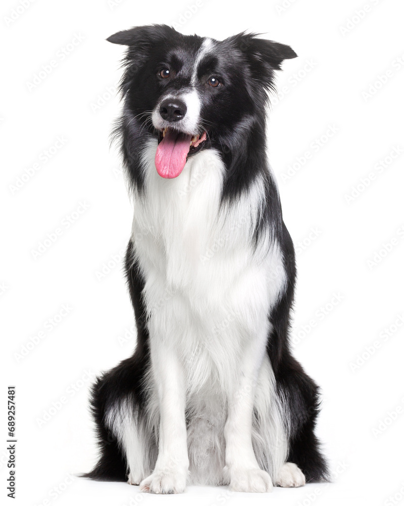 Fototapeta premium Border Collie, dog, portrait, sitting on a white background, isolate