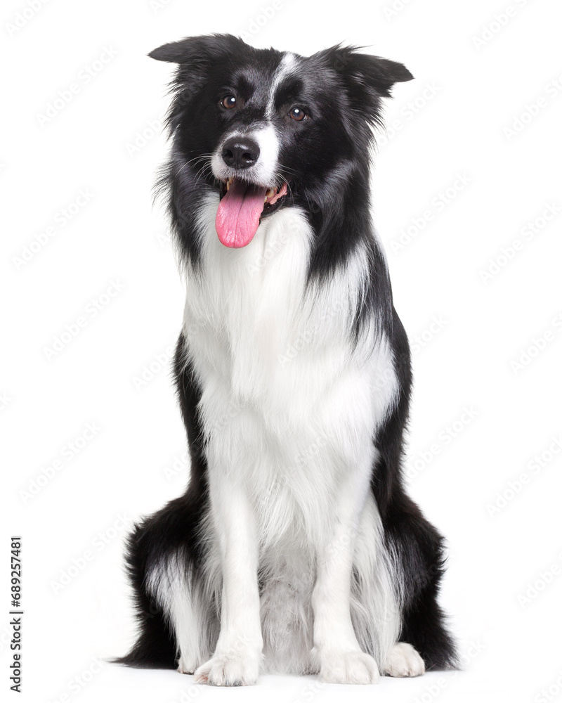 Border Collie, dog, portrait, sitting on a white background, isolate