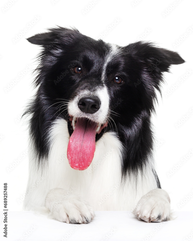 Border Collie, dog, portrait, head turn on a white background, isolate