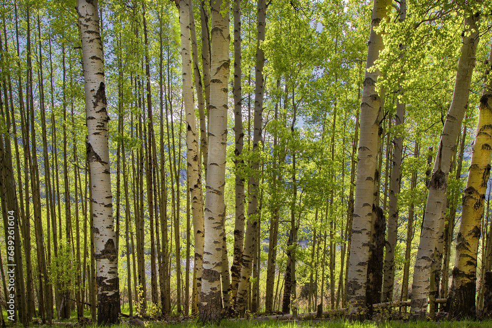 Springtime In Colorado