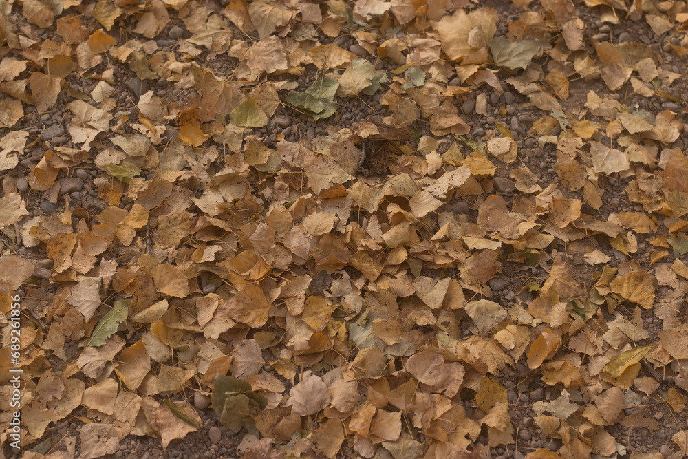 Ground full of fallen leaves in autumn Ground full of fallen leaves in autumn