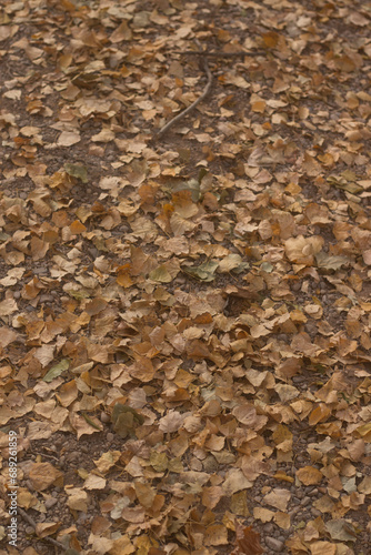 Ground full of fallen leaves in autumn