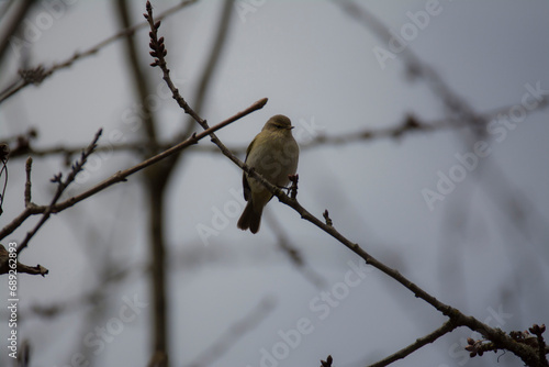 a bird on a branch