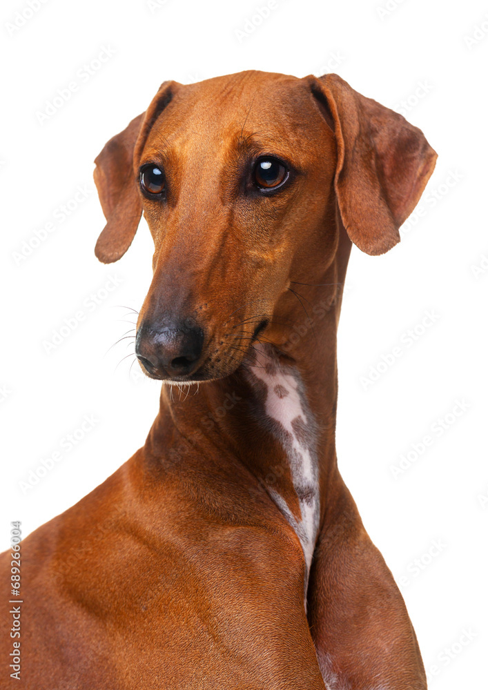 Azawakh, red dog, African greyhound, portrait, head turn on a white background, isolate