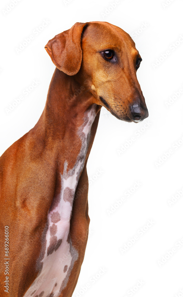 Azawakh, red dog, African greyhound, portrait, head turn on a white background, isolate