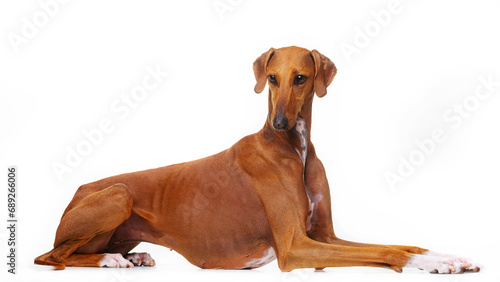 Azawakh, red dog, African greyhound, lies on a white background, isolate © TrapezaStudio