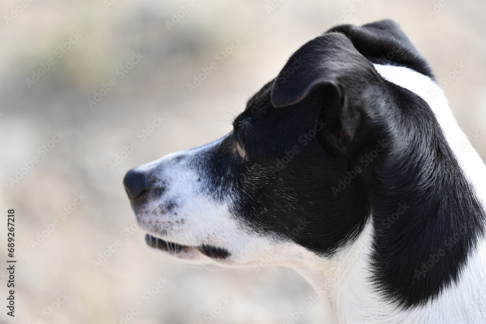 Portrait of a special dog for rat hunting in Spain. Big, white teeth of a Russel terrier. An attentive dog. Portrait of a special dog for rat hunting in Spain. Big, white teeth of a Russel terrier. An attentive dog.