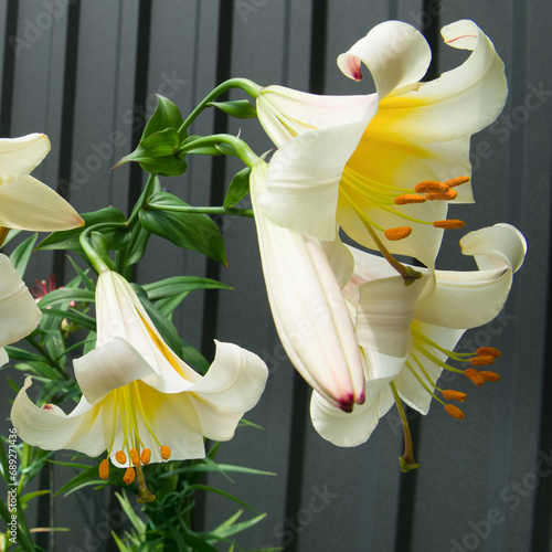 White lilies with tubular flowers in a summer flowerbed. photo