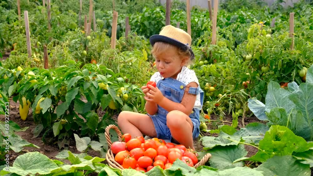 A child in the garden harvests tomatoes. Selective focus. A child in the garden harvests tomatoes. Selective focus.