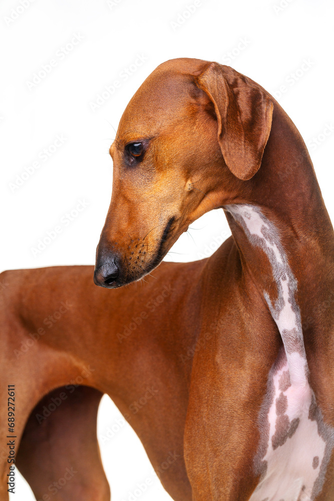 Azawakh, red dog, African greyhound, portrait, head turn on a white background, isolate