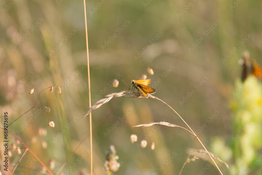 Beautiful butterfly and sunlight