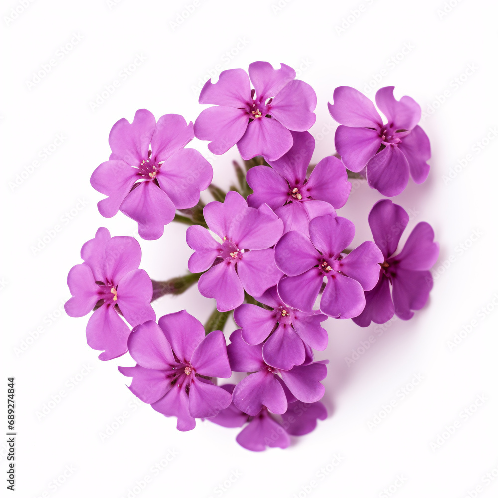 A single hybrid Verbena of royal hue isolated on a pristine white surface. A single hybrid Verbena of royal hue isolated on a pristine white surface.