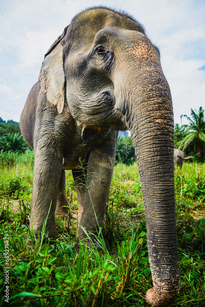 Fototapeta premium Majestic Elephant in Lush Greenery