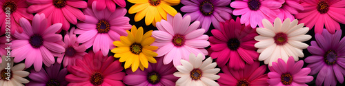 transvaal daisy flowers background banner
