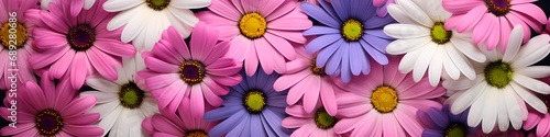 transvaal daisy flowers background banner photo