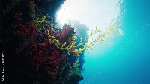 Healthy coral reef in Raja Ampat region in Indonesia. Underwater view of the rich and healthy coral reef in the West Papua, Misool Island photo