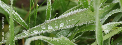 Givre sur des brins d'herbe	 photo