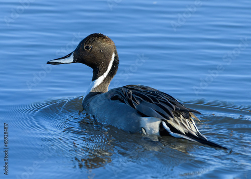 American Waterfowl. Northern Pintail duck in a lake.